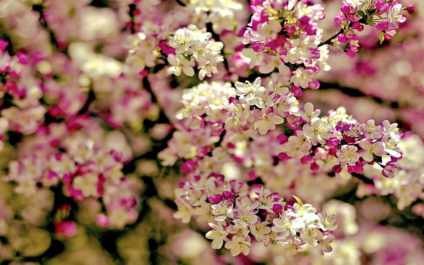 Spring Trees And Flowers High Definition Earthly HD wallpaper