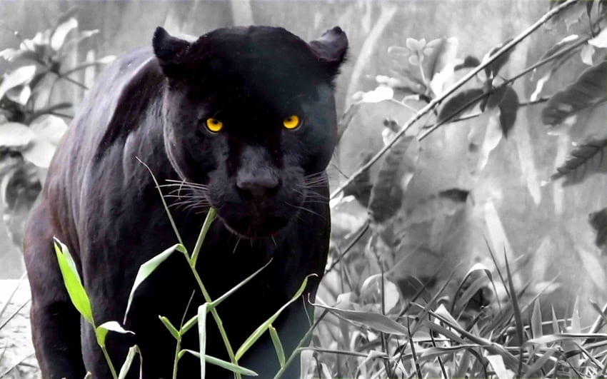 Inspirational Black Panther Animal - Black Jaguar HD wallpaper | Pxfuel