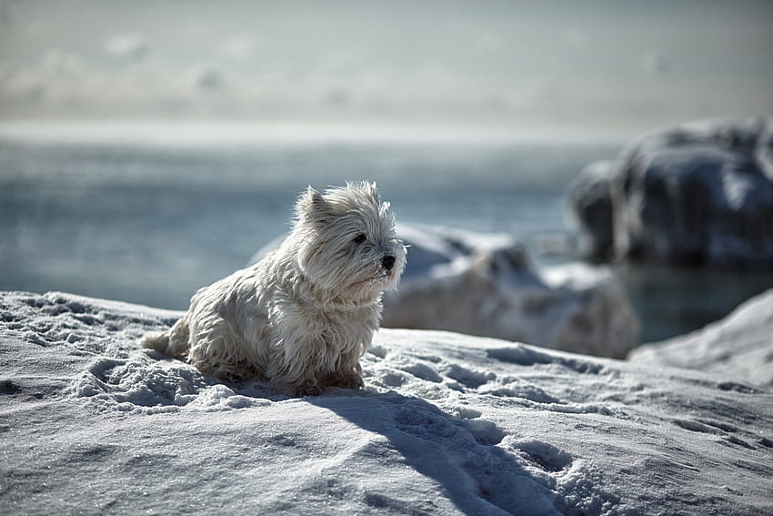 Zwierzęta, Zima, Śnieg, Pies, Figlarny Tapeta HD
