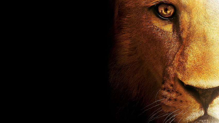 Löwe für PC, Löwen HD-Hintergrundbild