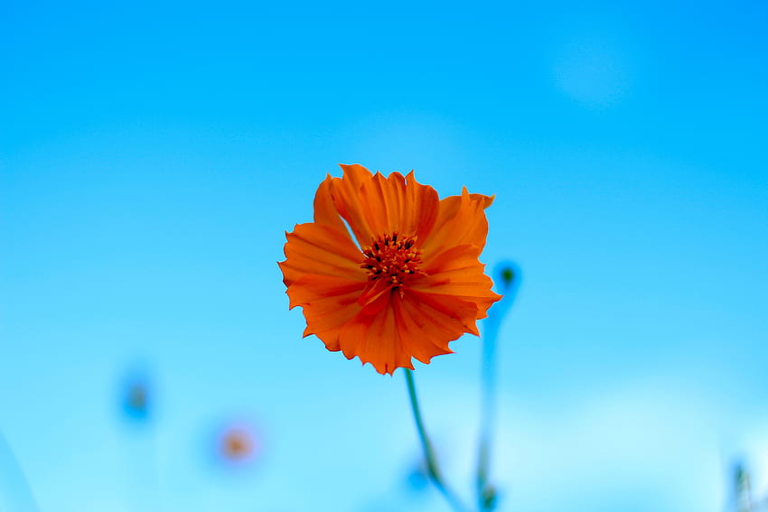 Orange flower, blur, spring, portrait HD wallpaper