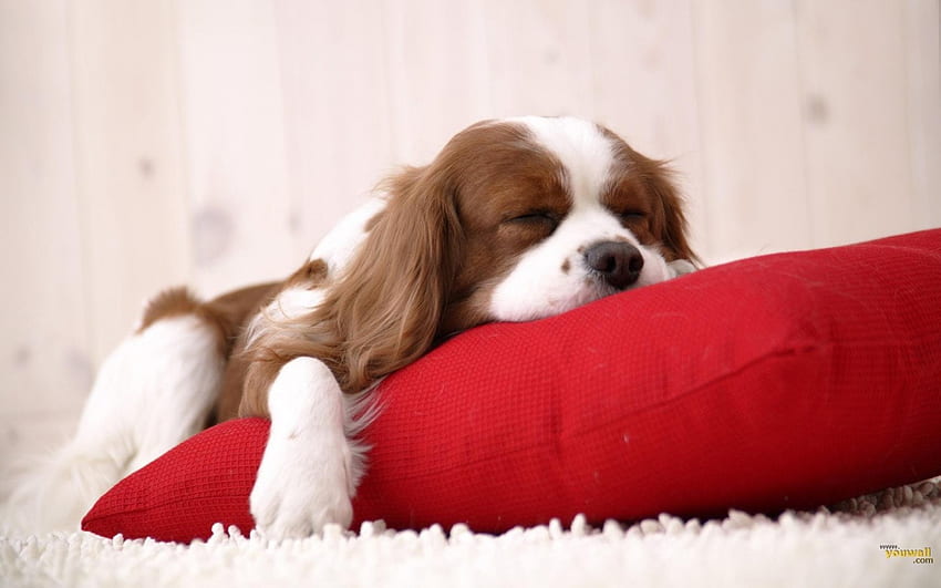 Sleepy dog, dog, animals, cute, sleepy, funny HD wallpaper | Pxfuel