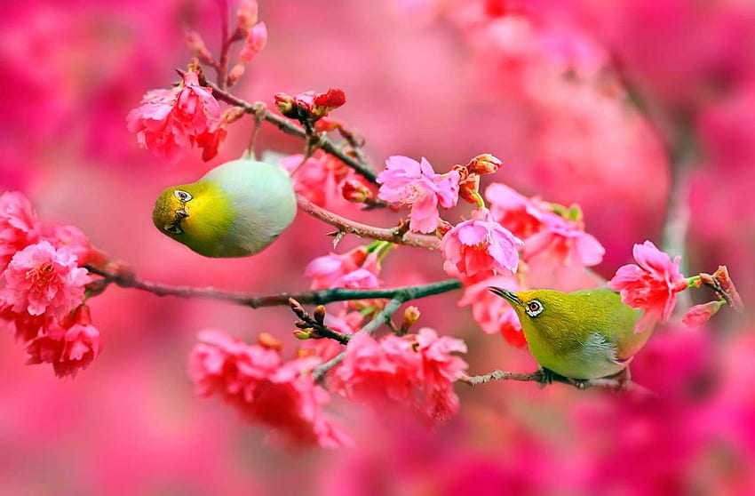 Spring Flowers And Birds, Cute Bird Spring HD wallpaper