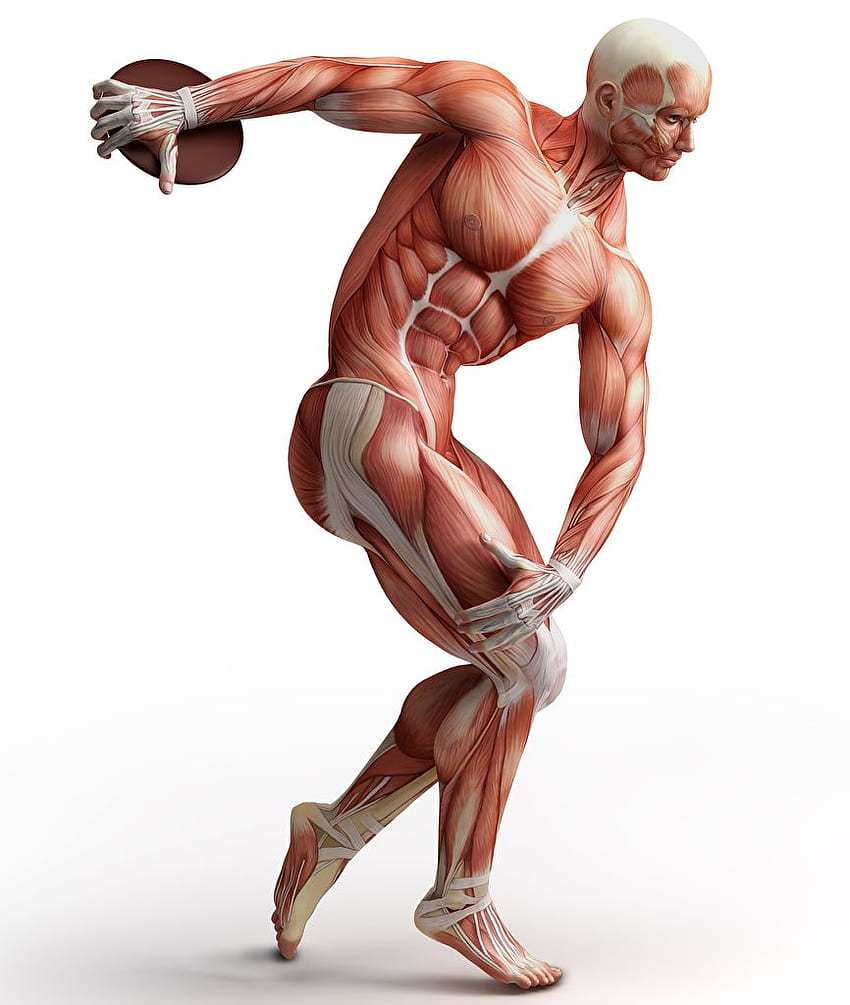 Mężczyzna Mięśni Ludzkiej Anatomii Białe tło Tapeta na telefon HD