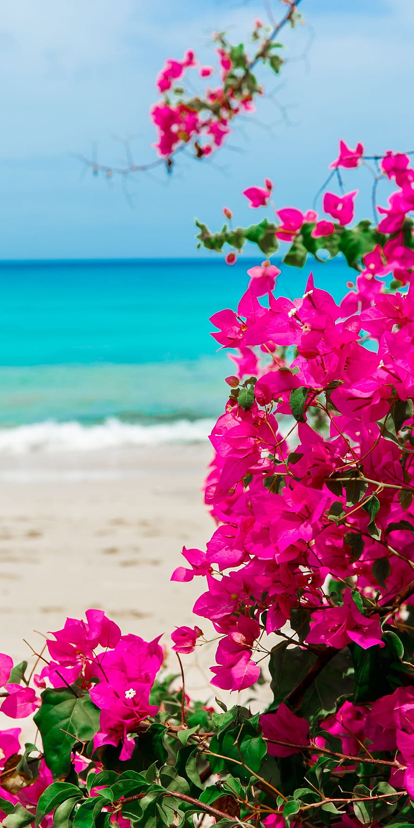 La stella solitaria sulla spiaggia, Barbados. Mar dei Caraibi turchese. Sfondo del telefono HD
