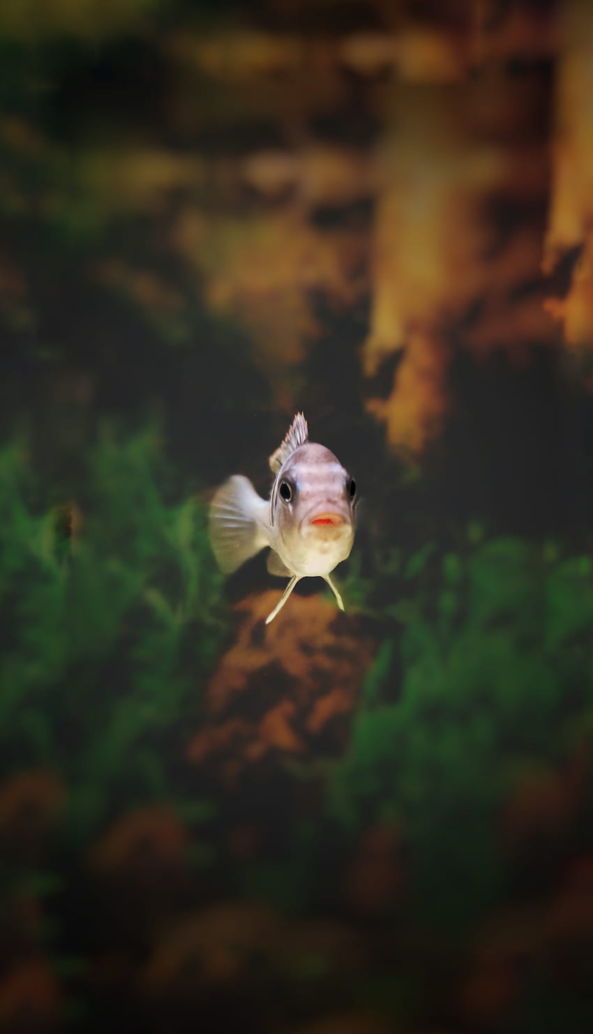 Fish, nature, aquarium HD phone wallpaper
