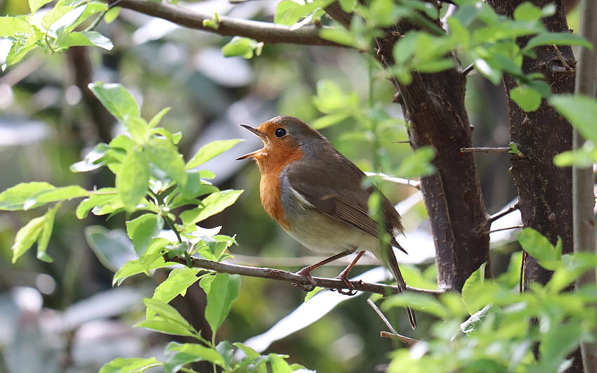 Singing Robin, robin, singing, bird, tree HD wallpaper