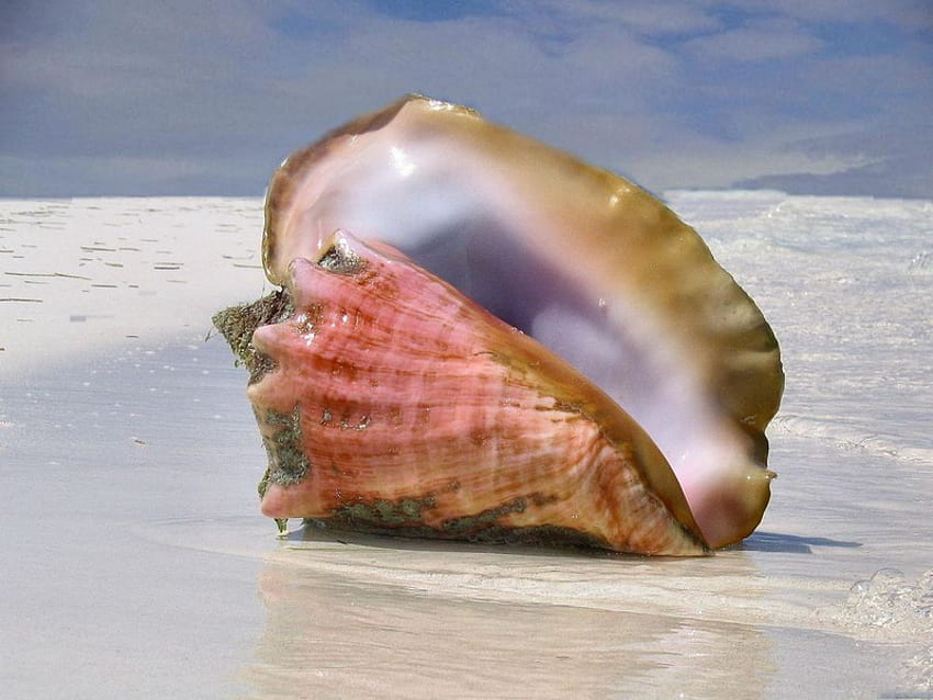 Shell, sea, shore, beach HD wallpaper | Pxfuel