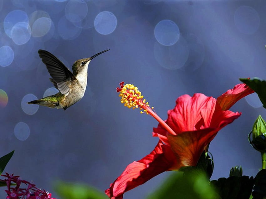 Precious jewel, nectar, bird, humminbird, flower, flight HD wallpaper
