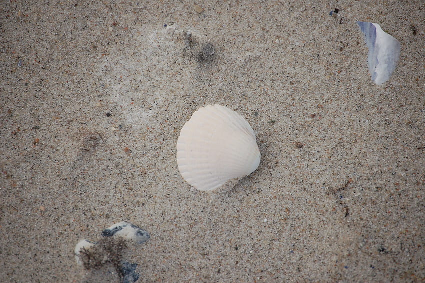 Muszla w piasku, muszla, piasek, muszla, plaża Tapeta HD