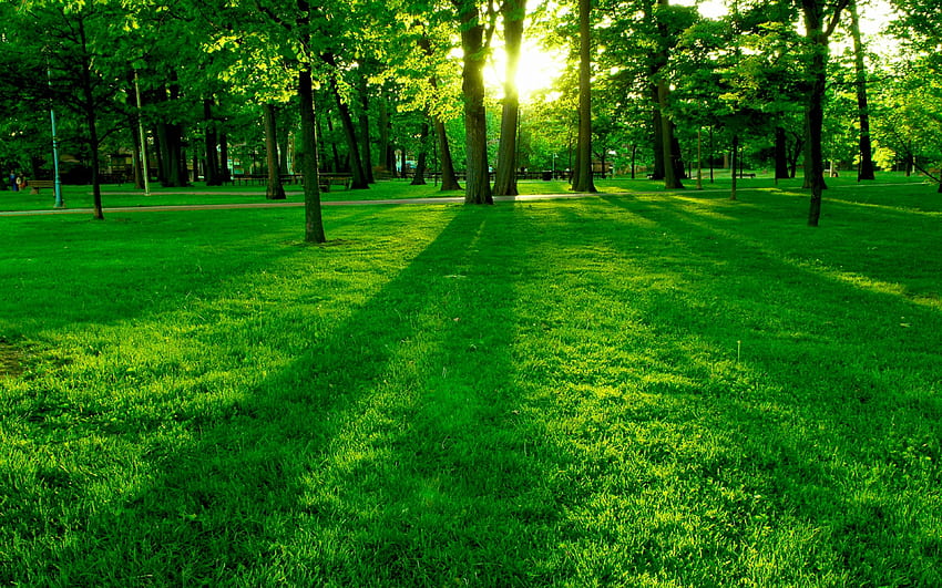 Zielony Park Trawnik Trawa Drzewa Słońce Tapeta HD