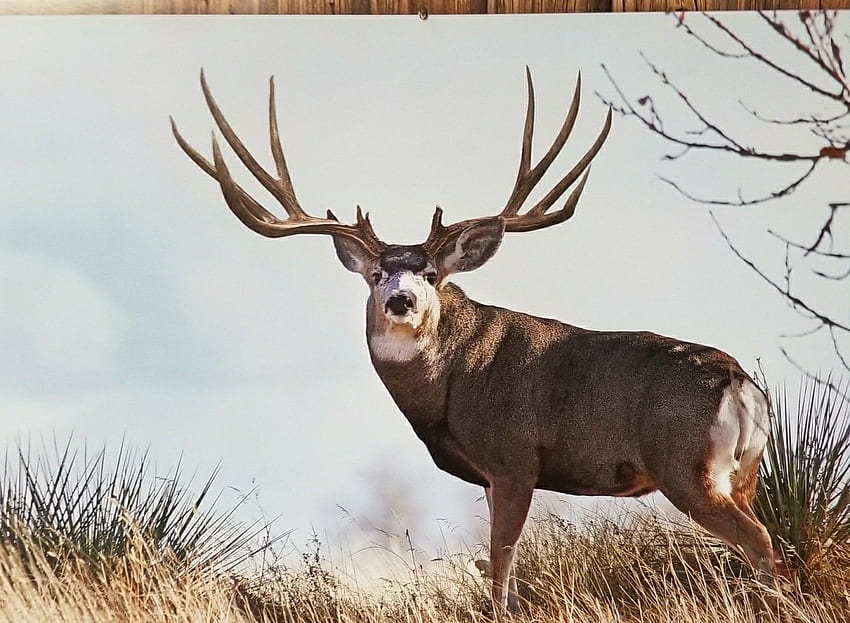 Jacob Clayton über Mule Deer. Maultierhirschjagd, Großer Hirsch, Maultierhirschbock HD-Hintergrundbild
