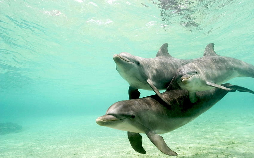 Zwierzęta, delfiny Tapeta HD