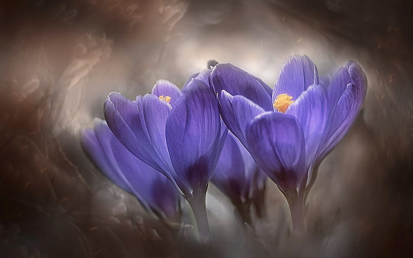 krokusy, fioletowe wiosenne kwiaty, tło z krokusami, wiosenne kwiaty, wiosna, fioletowe krokusy Tapeta HD