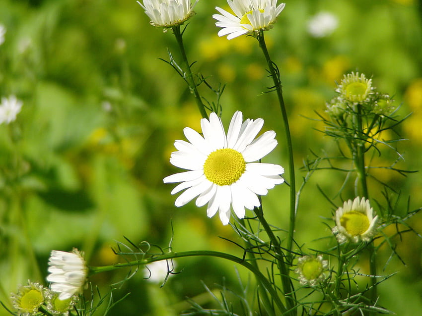 Kamille Blumen, Kamille, grün, schön, Natur, Blumen HD-Hintergrundbild