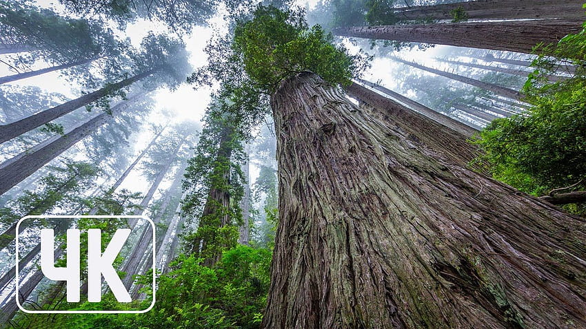 Nature Slideshow - U Pack - Giant Redwoods - Set HD wallpaper