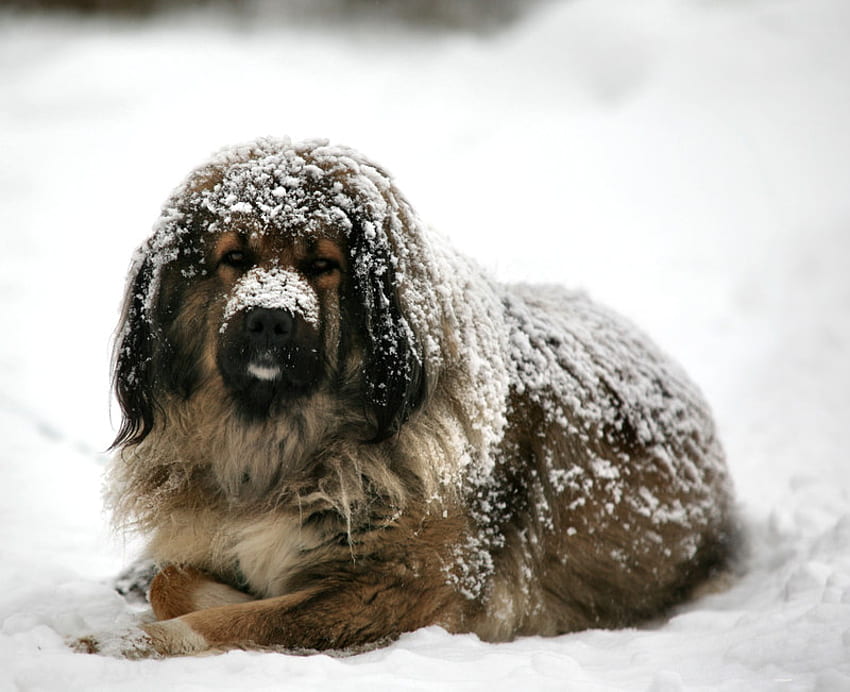 Снежен ден, зима, куче, сняг, покрит със сняг, студ HD тапет