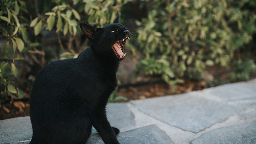 Mitos de Halloween disipados, hermoso gato brujo fondo de pantalla