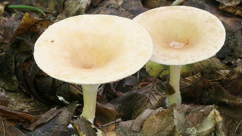 Fungi, Fungus HD wallpaper