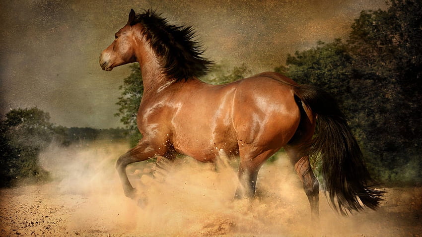 Brown Horse Running HD wallpaper