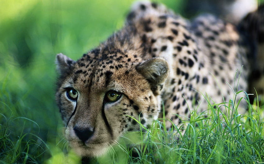 Animals, Grass, Cheetah, Sit, Big Cat, Hunting, Hunt HD wallpaper