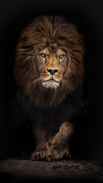 Lion, Fierce Lion HD wallpaper | Pxfuel