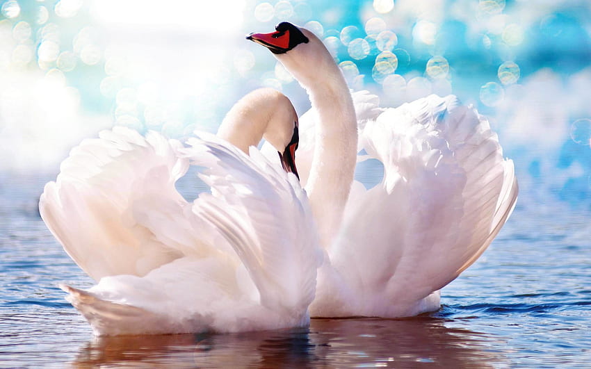Love birds, white swan, pair HD wallpaper