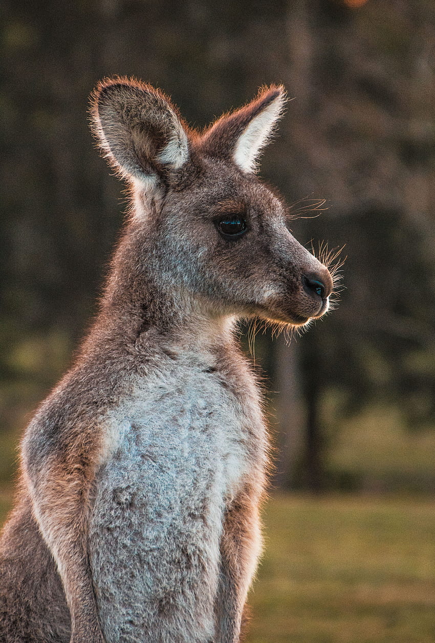 Animals, Kangaroo, Animal, Nice, Sweetheart, Wool HD phone wallpaper