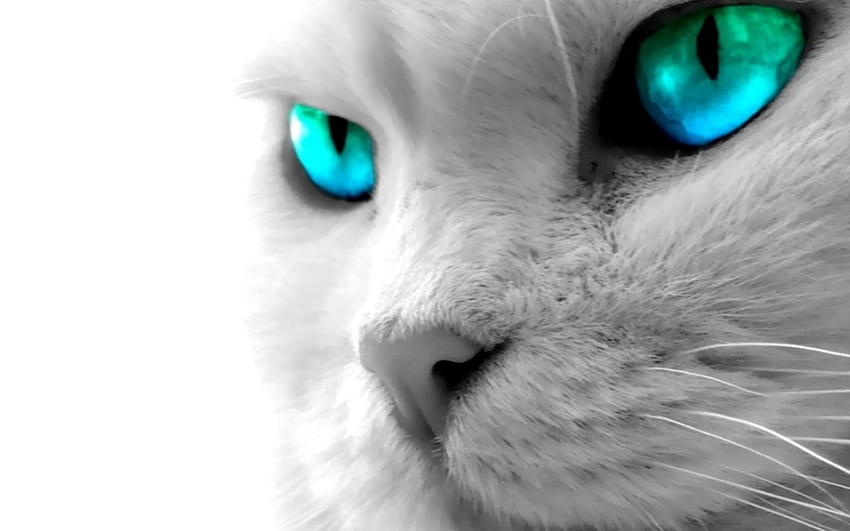 Cat Blue Eyes High Definition Full [] dla Twojego telefonu komórkowego i tabletu. Poznaj kocie oczy. Piękne oczy, czarne kocie oczy Tapeta HD