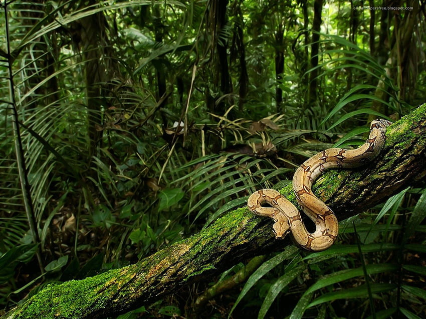 Serpente. Foresta pluviale del Congo, animali della foresta pluviale, giungla, fauna selvatica e natura Sfondo HD