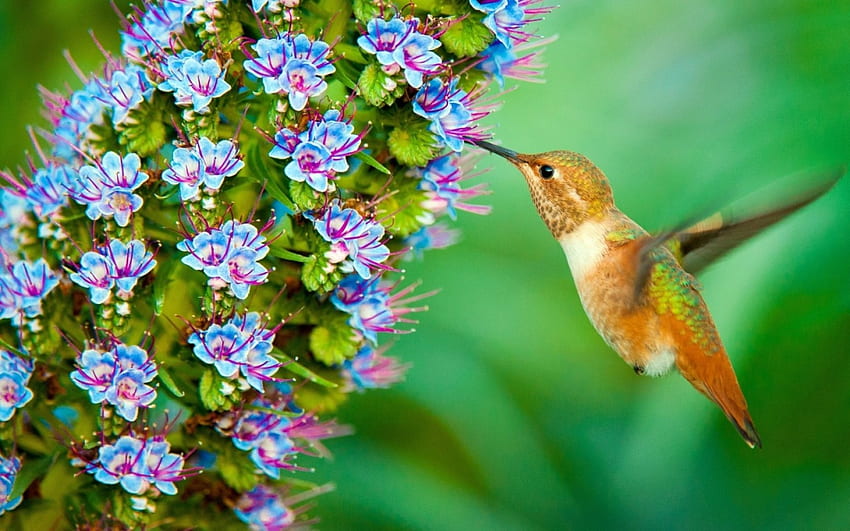 Koliber, niebieski, ptak, colibri, kwiat, zielony Tapeta HD
