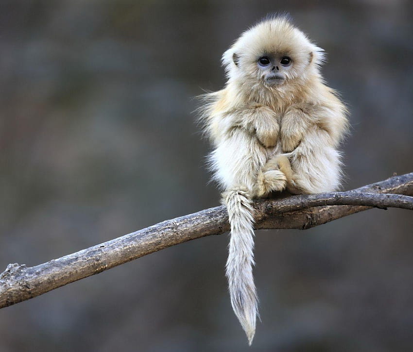 cute little baby monkeys