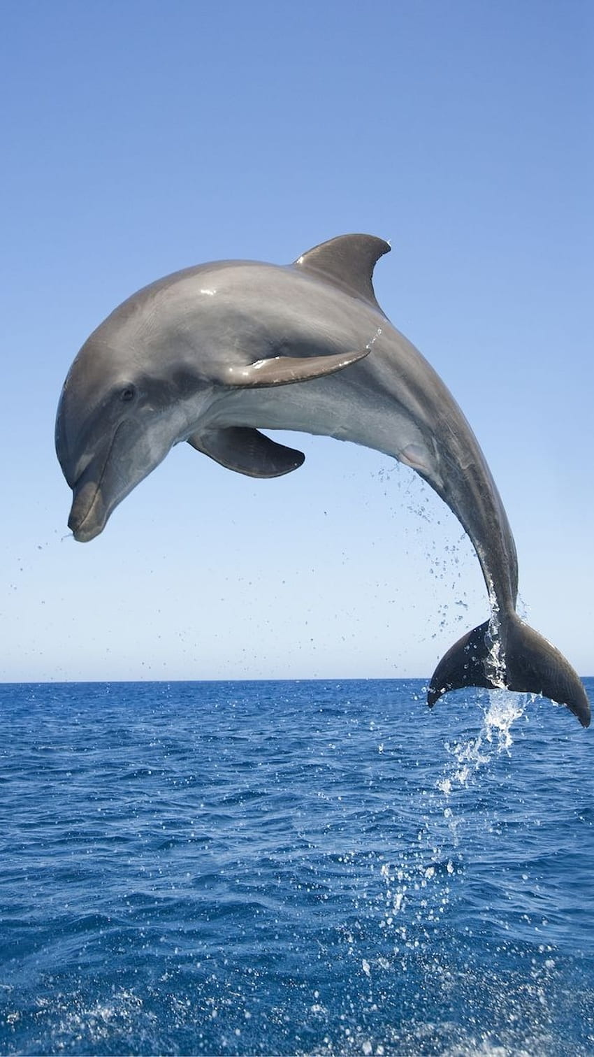 Delfin, Śliczna Ryba Tapeta na telefon HD