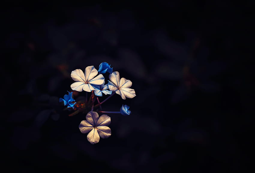 flower, dark, revival, little bloom, black background HD wallpaper