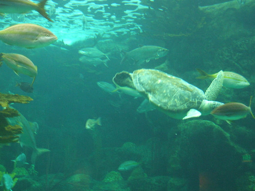 Żółw morski, ryba, koralowiec Tapeta HD