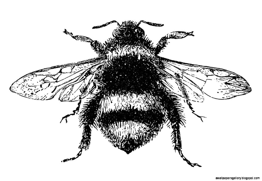 Научна рисунка на земна пчела. Галерия. Пчела HD тапет