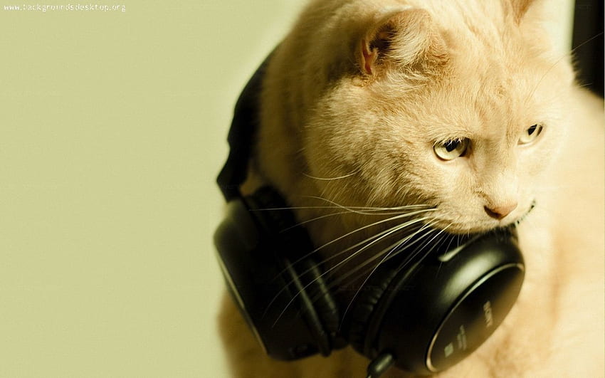 Gatos DJ. Gatos, Gatos geniales, Gato. Gatos, Gatos geniales, Animales lindos, Cool Cat PC fondo de pantalla