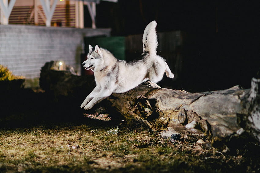개, 동물, 바운스, 점프, 허스키 HD 월페이퍼