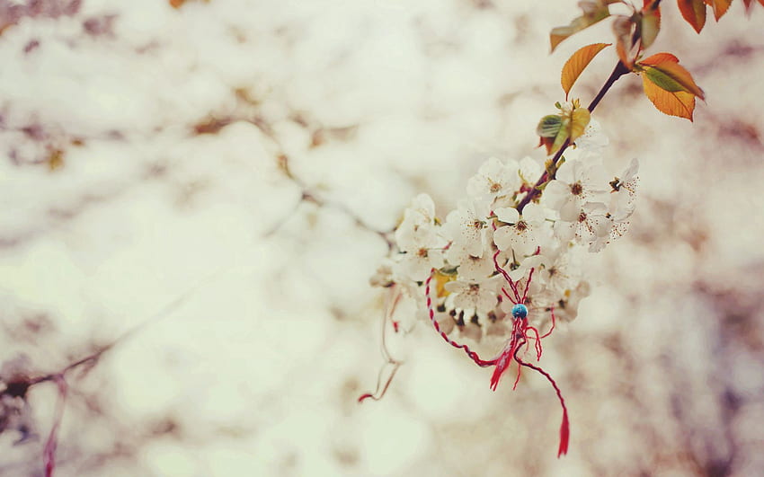 Sakura, Macro, Branch, Spring, Knot, Magical, Nodule HD wallpaper