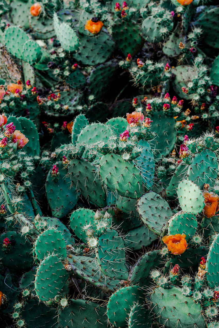 cactus, flores, floración, espinas, espinas, suculentas fondo de pantalla del teléfono