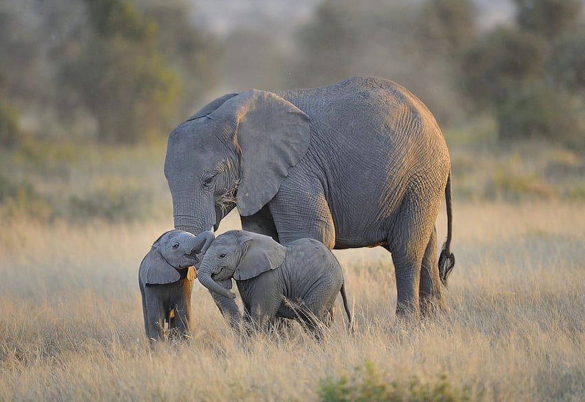 Бебе слон и майка с висока разделителна способност: животни, бебета слонове HD тапет