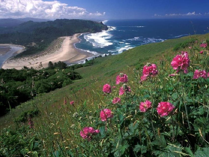 Cascade Head_ Oregon, mar, flores papel de parede HD