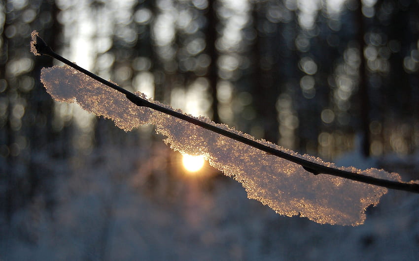 Frosty matin, hiver, paysage, beau, nature, incroyable, soleil, glace Fond d'écran HD