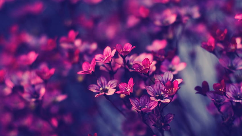 im.17: Purple Nature And px HD wallpaper