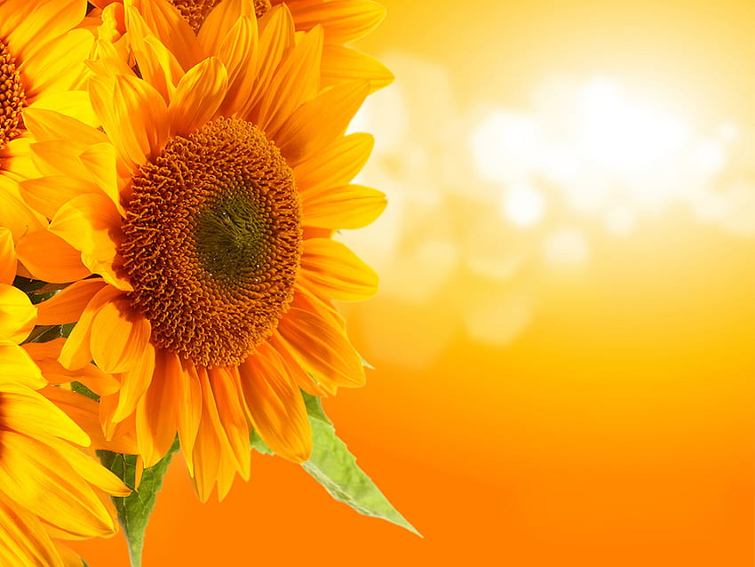 bunga-bunga indah untuk seluler, bunga, bunga matahari, tanaman berbunga, kuning, bunga matahari, Bunga Matahari Merah dan Kuning Wallpaper HD