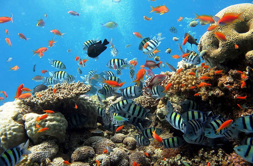 Glass Boat Sharm El Sheikh. Fish , Underwater HD wallpaper