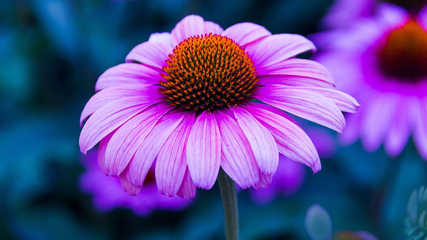 ดอก, ดอก, กลีบดอก, Echinacea วอลล์เปเปอร์ HD
