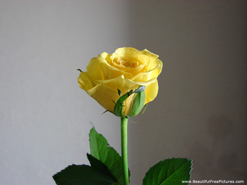 SINGLE YELLOW ROSE FOR CAROL, バラ, 単一, 黄色, 花 高画質の壁紙