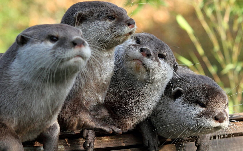 Tiere, Otter, Sehen, Meinung HD-Hintergrundbild