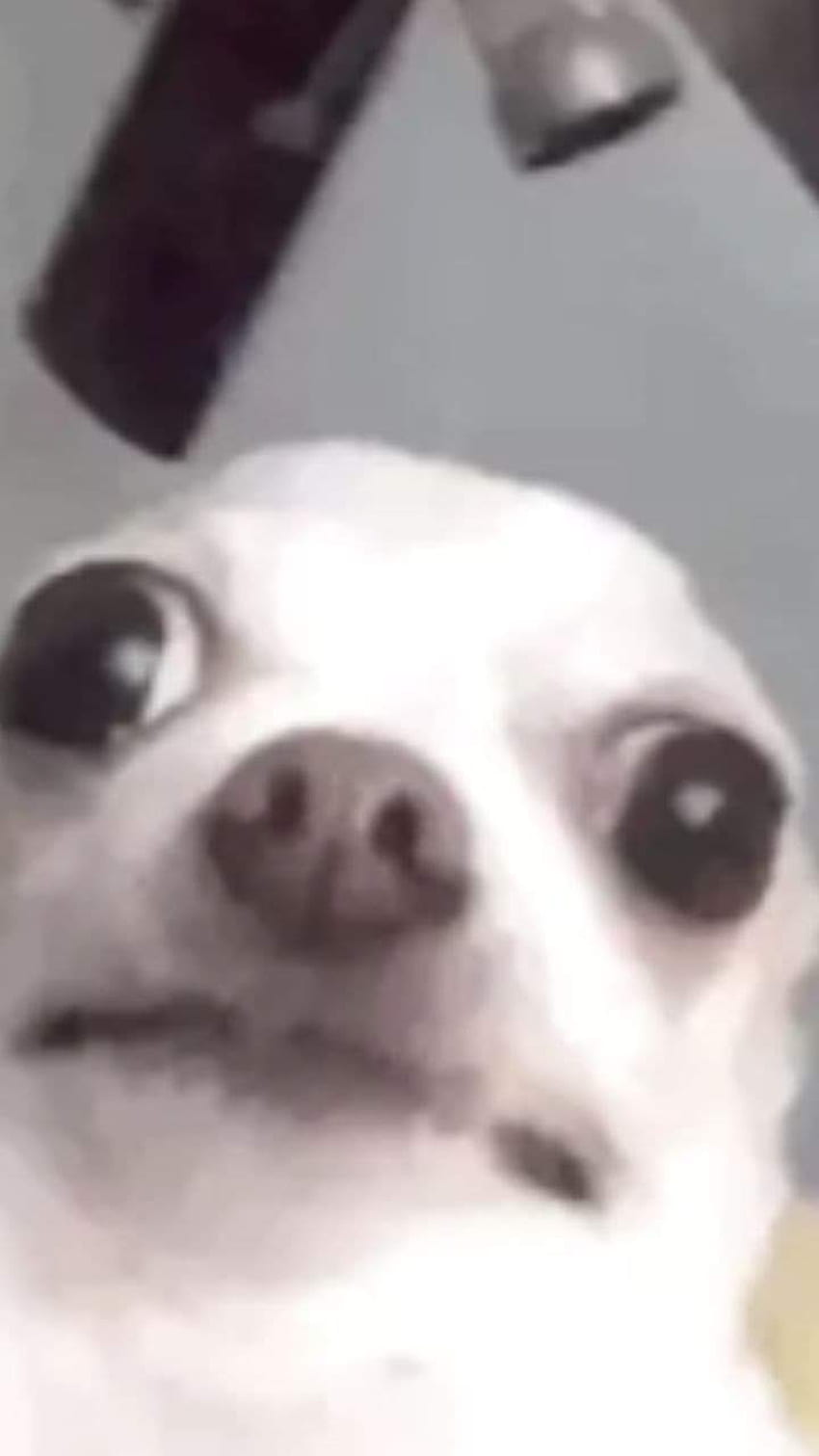 Dog, meme, dank, perros, memes HD phone wallpaper